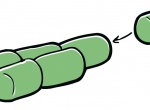 Krokodil Körper basteln
